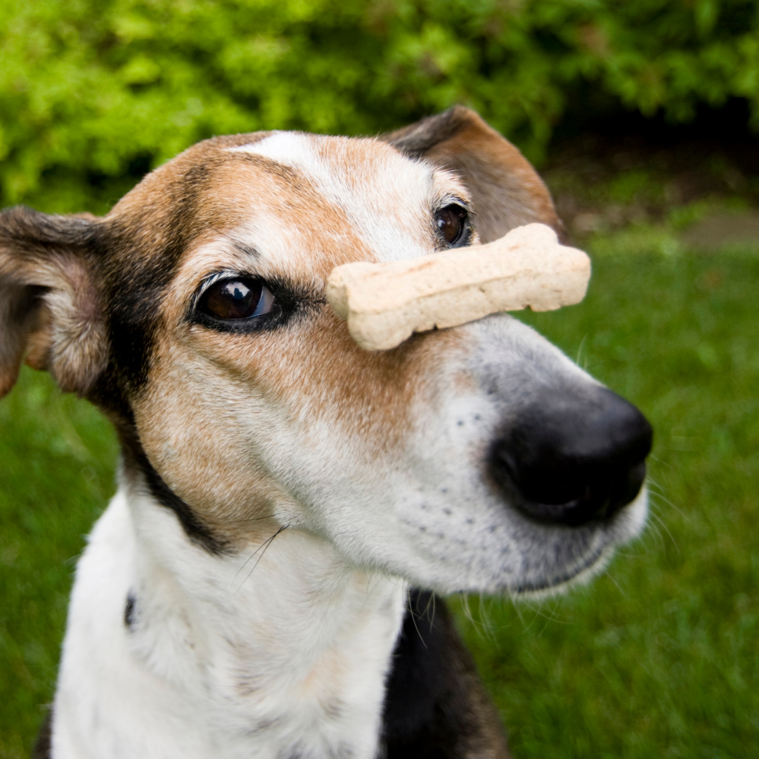 Dog with a treat on its nose