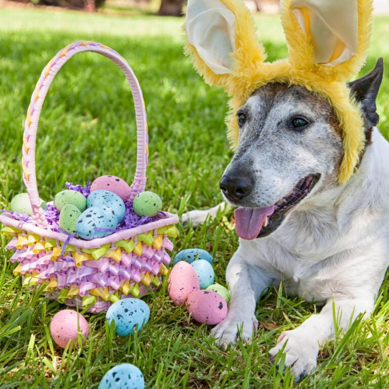 dog with bunny ears and an easter basket